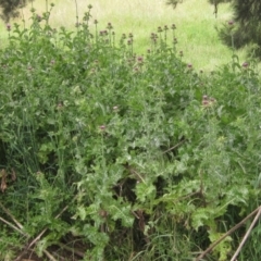 Silybum marianum at Latham, ACT - 10 Nov 2021 01:20 PM