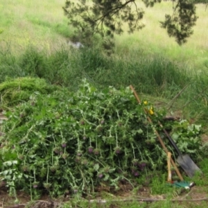 Silybum marianum at Latham, ACT - 10 Nov 2021