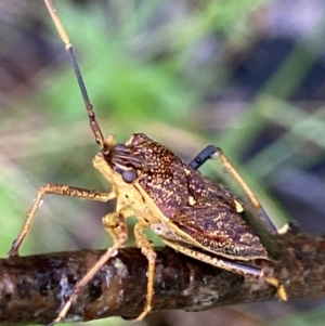 Poecilometis strigatus at Stromlo, ACT - 13 Nov 2021