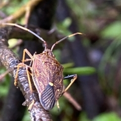 Poecilometis strigatus at Stromlo, ACT - suppressed