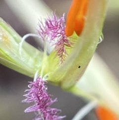 Rytidosperma pallidum (Red-anther Wallaby Grass) at Black Mountain - 13 Nov 2021 by AJB