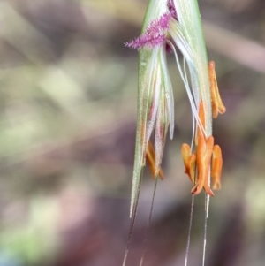 Rytidosperma pallidum at Molonglo Valley, ACT - 13 Nov 2021 12:16 PM