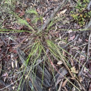 Rytidosperma pallidum at Molonglo Valley, ACT - 13 Nov 2021