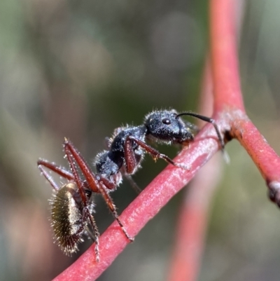 Camponotus suffusus (Golden-tailed sugar ant) at QPRC LGA - 14 Nov 2021 by Steve_Bok
