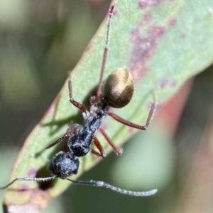 Camponotus suffusus at Karabar, NSW - 14 Nov 2021