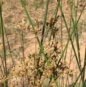 Juncus usitatus at Pialligo, ACT - 18 Jan 2021 03:03 PM