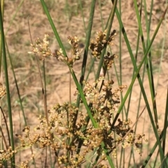 Juncus usitatus (Common Rush) at Mount Ainslie - 18 Jan 2021 by JaneR