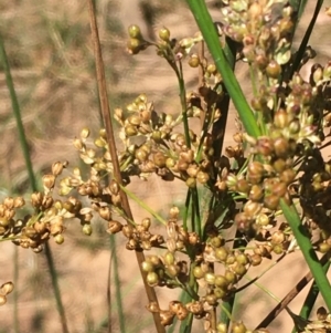 Juncus usitatus at Pialligo, ACT - 18 Jan 2021 03:03 PM