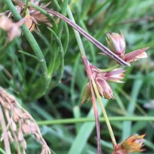 Juncus homalocaulis at Hackett, ACT - 14 Jan 2021