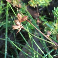 Juncus homalocaulis at Hackett, ACT - 14 Jan 2021 07:17 PM