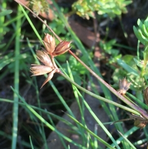 Juncus homalocaulis at Hackett, ACT - 14 Jan 2021