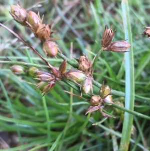 Juncus homalocaulis at Hackett, ACT - 14 Jan 2021 07:17 PM