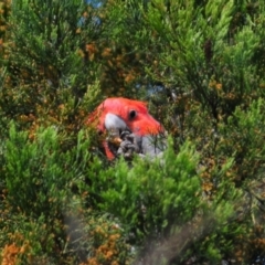 Callocephalon fimbriatum (Gang-gang Cockatoo) at Tennent, ACT - 8 Nov 2021 by Harrisi