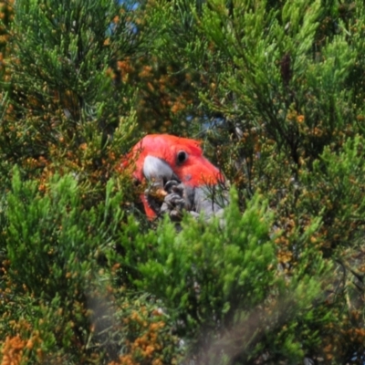 Callocephalon fimbriatum (Gang-gang Cockatoo) at Gigerline Nature Reserve - 8 Nov 2021 by Harrisi