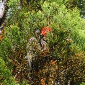 Callocephalon fimbriatum at Tennent, ACT - suppressed