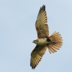 Falco berigora (Brown Falcon) at Stromlo, ACT - 11 Nov 2021 by Harrisi