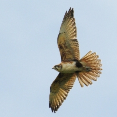 Falco berigora (Brown Falcon) at Stromlo, ACT - 11 Nov 2021 by Harrisi