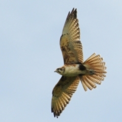 Falco berigora (Brown Falcon) at Stromlo, ACT - 10 Nov 2021 by Harrisi