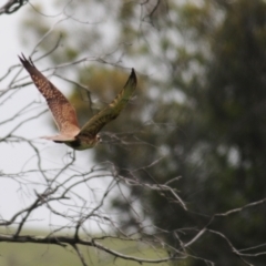 Falco berigora at Stromlo, ACT - suppressed