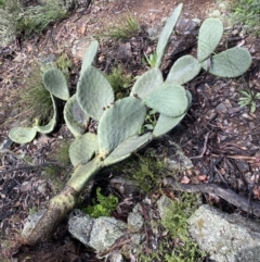 Opuntia ficus-indica (Indian Fig, Spineless Cactus) at Googong, NSW - 14 Nov 2021 by Steve_Bok