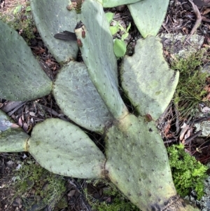 Opuntia ficus-indica at Googong, NSW - 14 Nov 2021