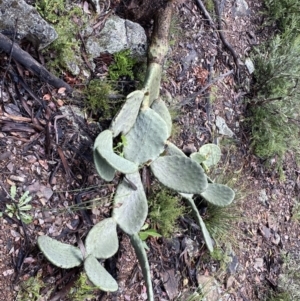 Opuntia ficus-indica at Googong, NSW - 14 Nov 2021
