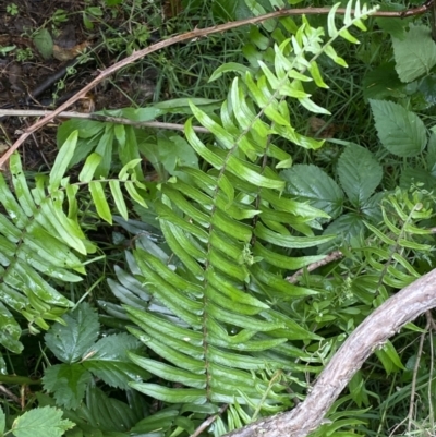 Pellaea falcata (Sickle Fern) at Karabar, NSW - 14 Nov 2021 by Steve_Bok