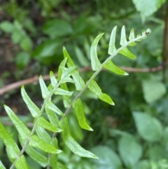 Pellaea falcata at Karabar, NSW - 14 Nov 2021