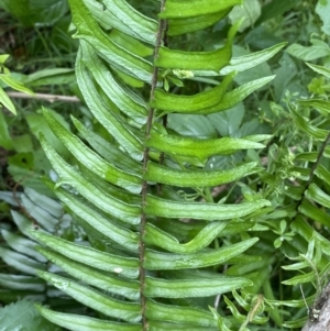 Pellaea falcata at Karabar, NSW - 14 Nov 2021