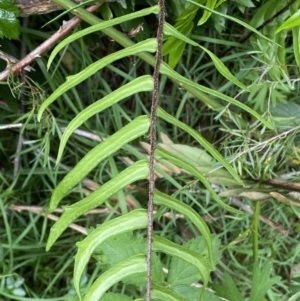 Pellaea falcata at Karabar, NSW - 14 Nov 2021