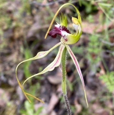 Caladenia atrovespa (Green-comb Spider Orchid) at Karabar, NSW - 14 Nov 2021 by SteveBorkowskis