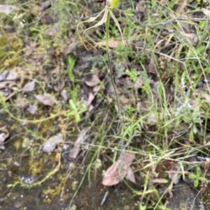 Caladenia atrovespa at Karabar, NSW - 14 Nov 2021