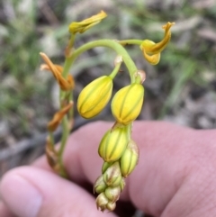 Bulbine bulbosa (Golden Lily, Bulbine Lily) at Karabar, NSW - 14 Nov 2021 by SteveBorkowskis