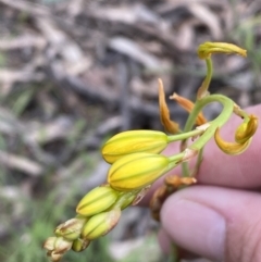 Bulbine bulbosa at Karabar, NSW - 14 Nov 2021 01:31 PM