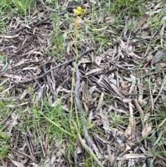 Bulbine bulbosa at Karabar, NSW - 14 Nov 2021 01:31 PM