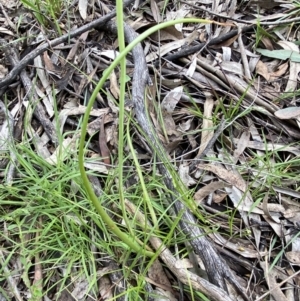 Bulbine bulbosa at Karabar, NSW - 14 Nov 2021 01:31 PM