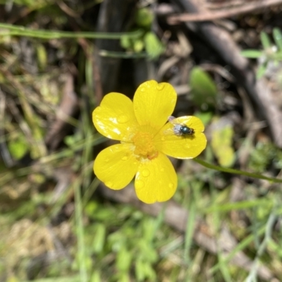 Ranunculus lappaceus (Australian Buttercup) at Karabar, NSW - 14 Nov 2021 by SteveBorkowskis