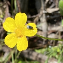 Ranunculus lappaceus at Karabar, NSW - 14 Nov 2021