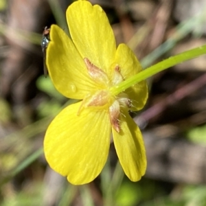 Ranunculus lappaceus at Karabar, NSW - 14 Nov 2021