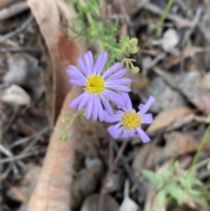 Brachyscome rigidula at Karabar, NSW - 14 Nov 2021