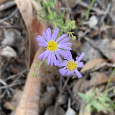 Brachyscome rigidula (Hairy Cut-leaf Daisy) at Karabar, NSW - 14 Nov 2021 by SteveBorkowskis