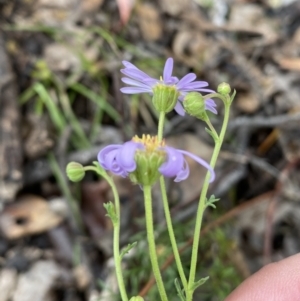 Brachyscome rigidula at Karabar, NSW - 14 Nov 2021