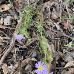 Brachyscome rigidula at Karabar, NSW - 14 Nov 2021