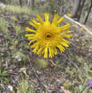 Podolepis jaceoides at Karabar, NSW - 14 Nov 2021 02:31 PM