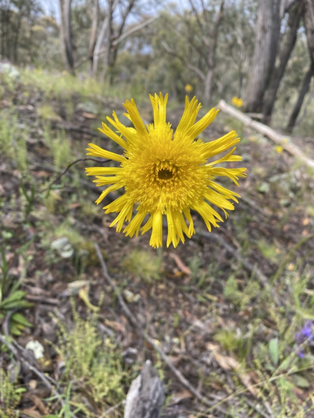 Podolepis jaceoides at Karabar, NSW - 14 Nov 2021