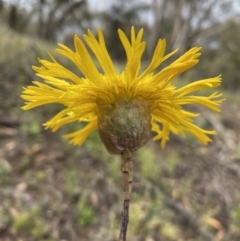 Podolepis jaceoides at Karabar, NSW - 14 Nov 2021