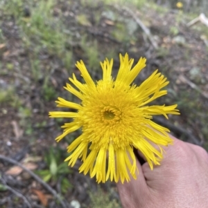 Podolepis jaceoides at Karabar, NSW - 14 Nov 2021 02:31 PM