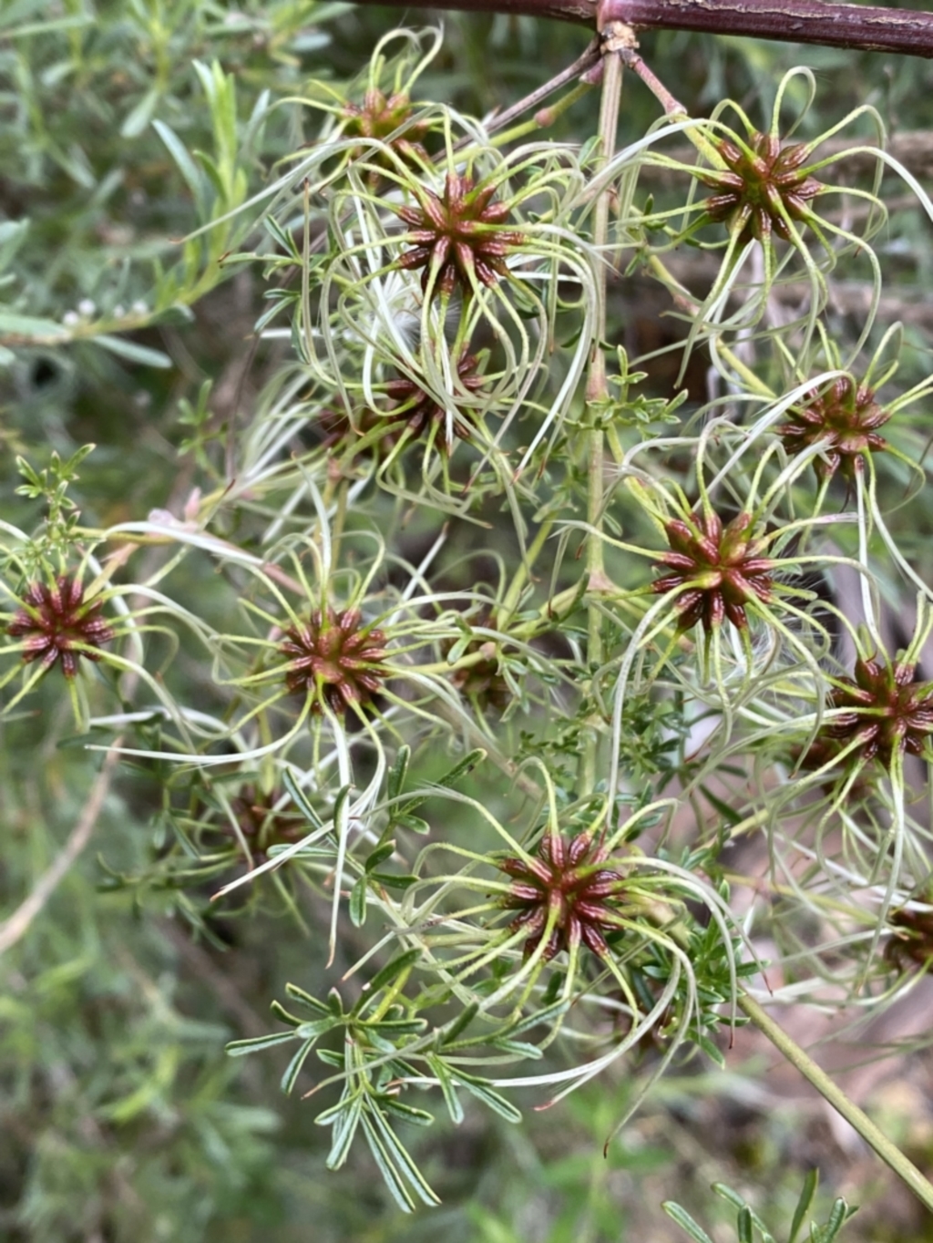 Clematis leptophylla at Karabar, NSW - 14 Nov 2021