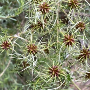 Clematis leptophylla at Karabar, NSW - 14 Nov 2021