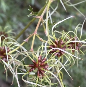 Clematis leptophylla at Karabar, NSW - 14 Nov 2021